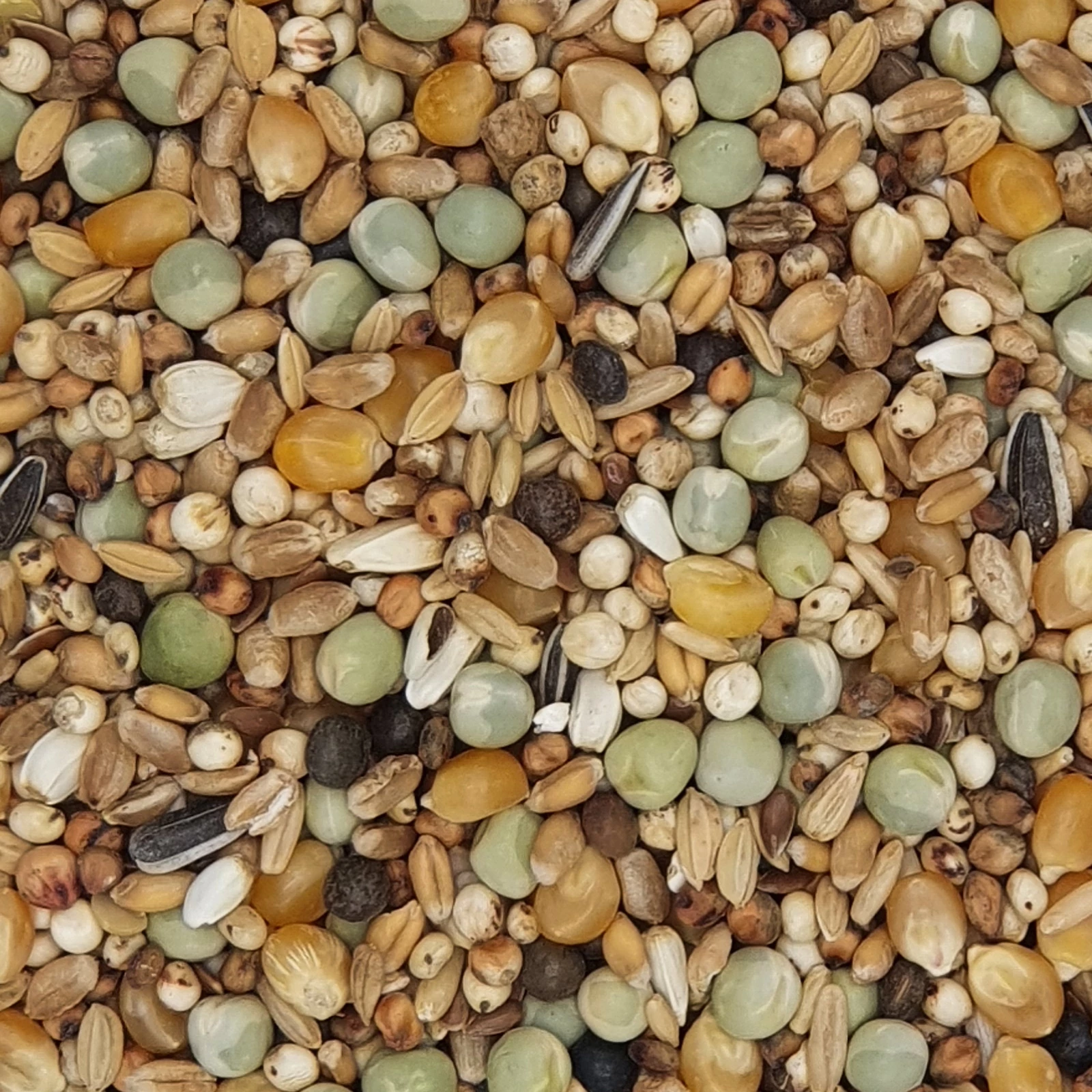 Gladen Rassetauben Mit Mais 25kg 1 Gladen Rassetauben Mit Mais 25kg