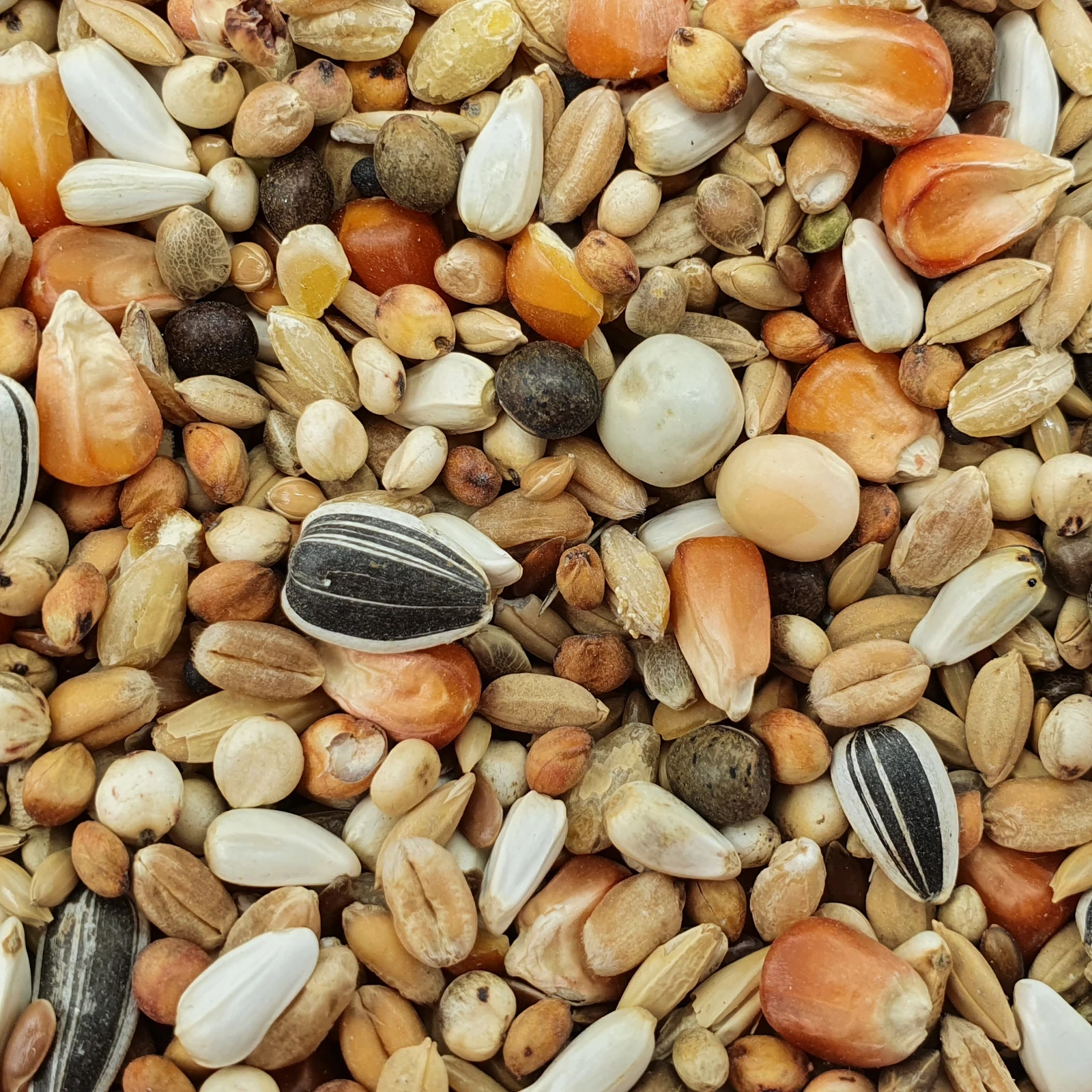 Matador Jungtauben Reise 25kg 1 Matador Jungtauben Reise 25kg