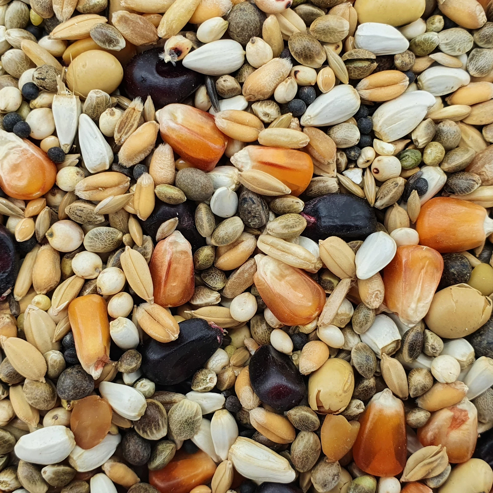 Paloma Nr.110 Olympic Marathon Booster 20kg 1 Paloma Nr.110 Olympic Marathon Booster 20kg