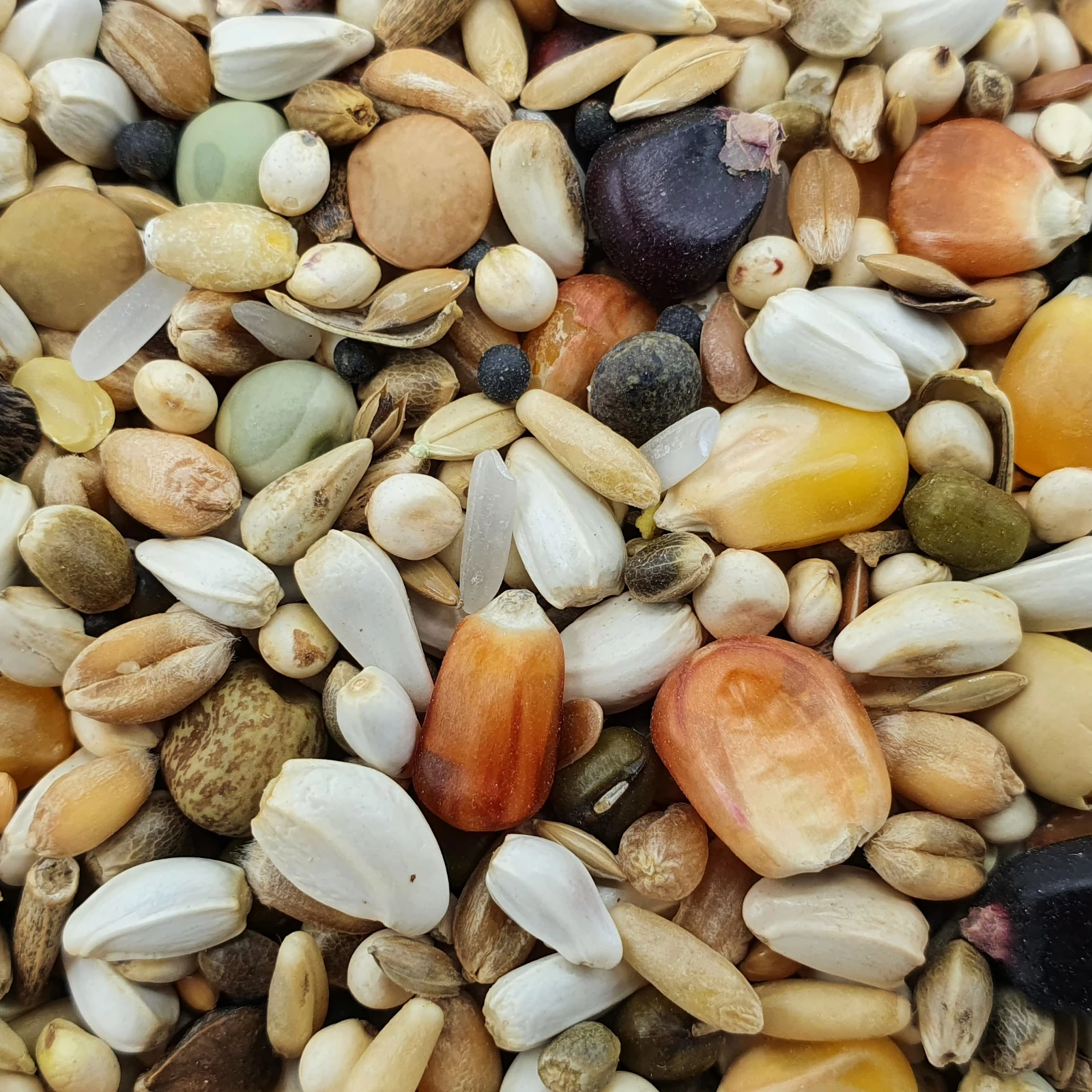 Paloma Nr.111 Olympic Gold 20kg 1 Paloma Nr.111 Olympic Gold 20kg