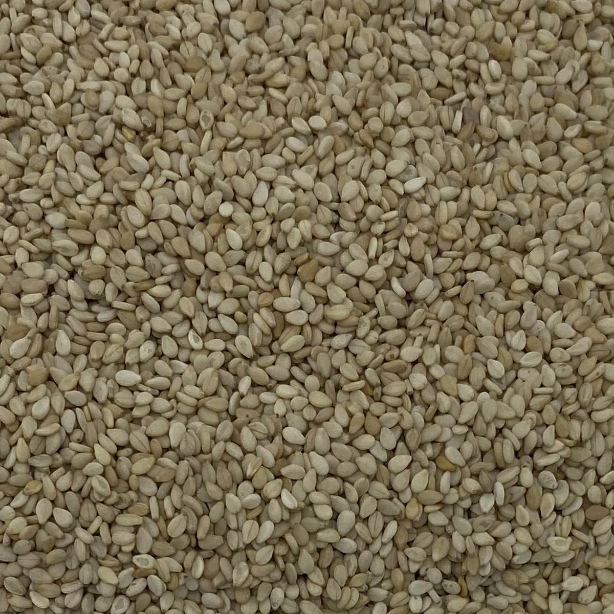 Sesamsaat - Vanrobaeys 25kg 1 Sesamsaat - Vanrobaeys 25kg