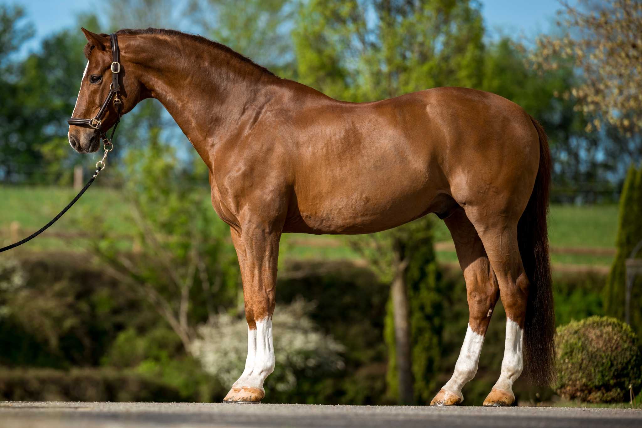 Vanrobaeys Verkaufe 19 Vanrobaeys Verkaufe -Vanrobaeys Verkaufe Gut bemuskeltes Pferd